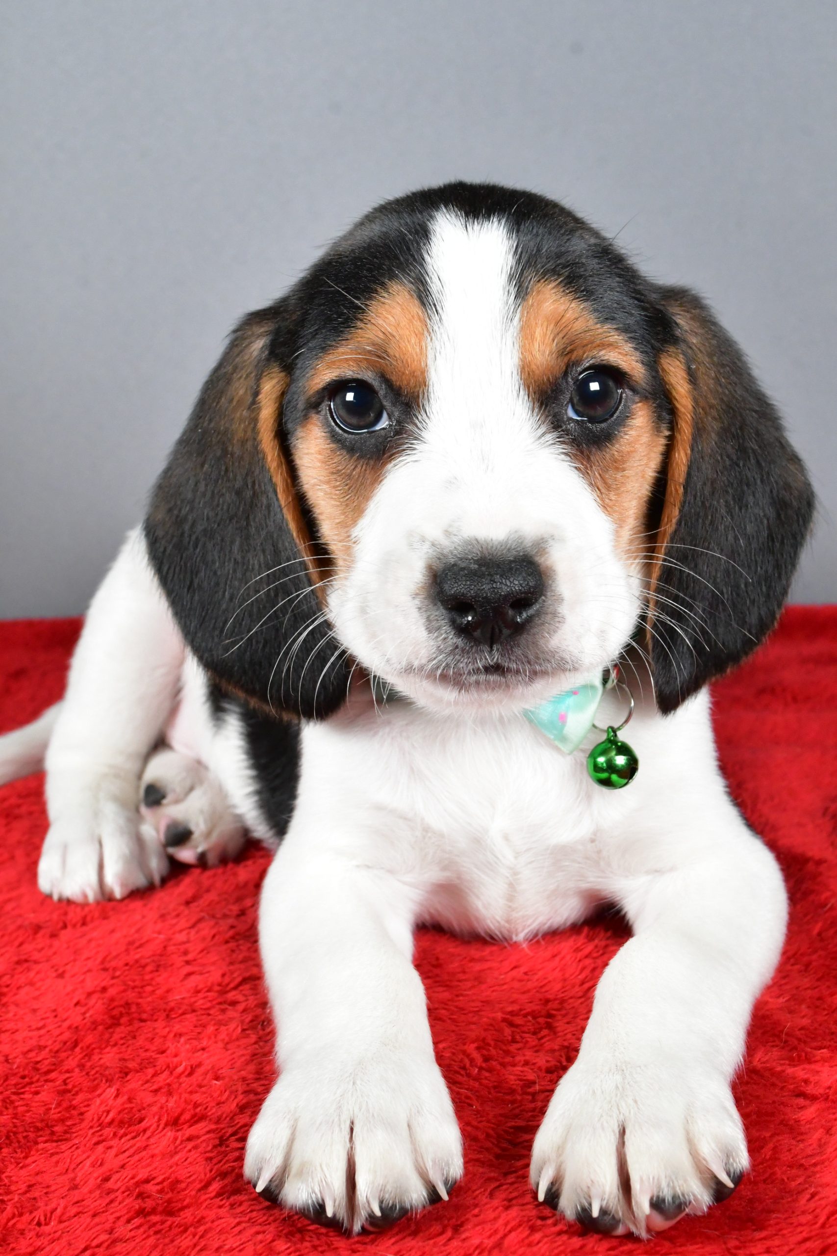 Mr. Jagger The Beagle - Image 4