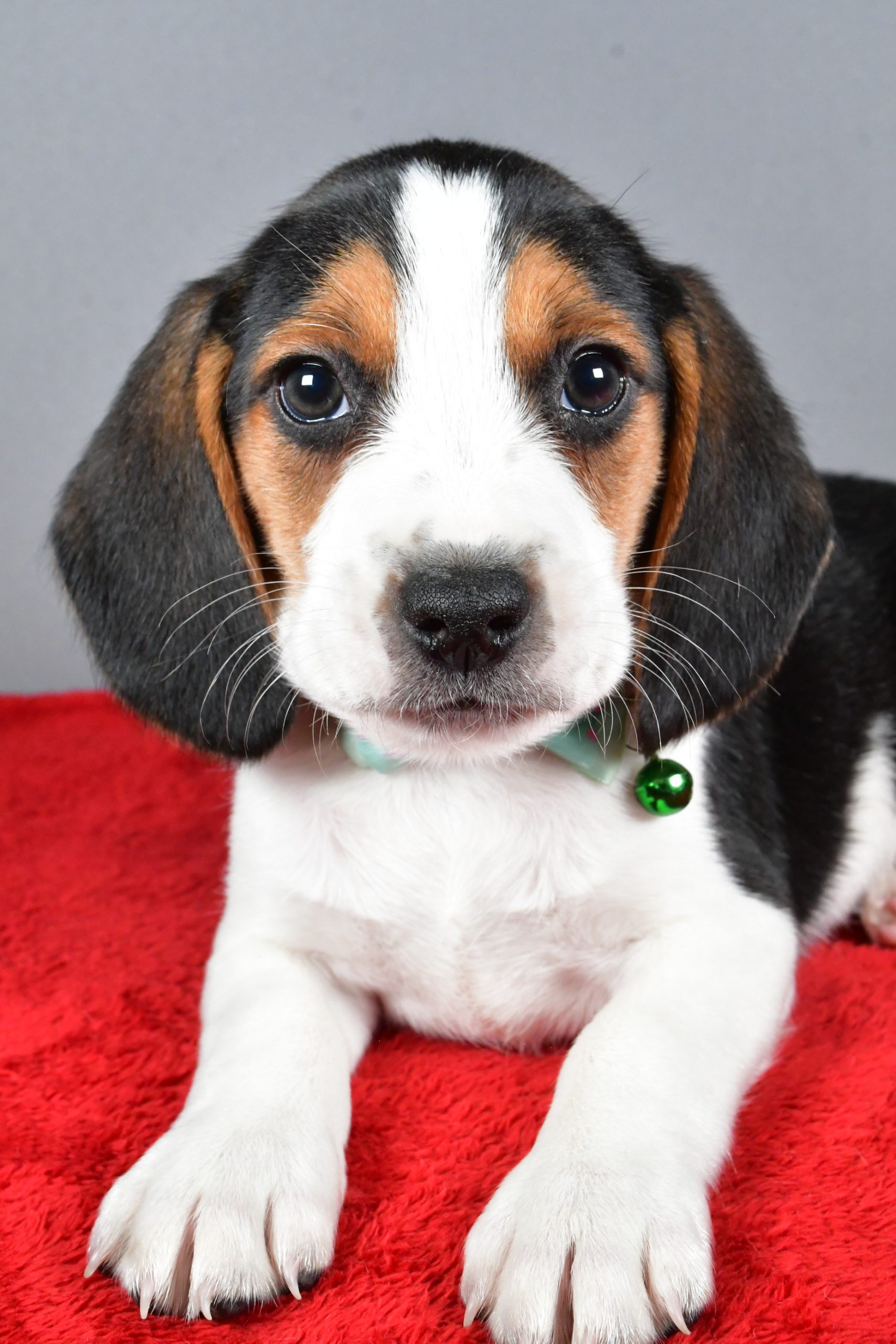 Mr. Jagger The Beagle - Image 3
