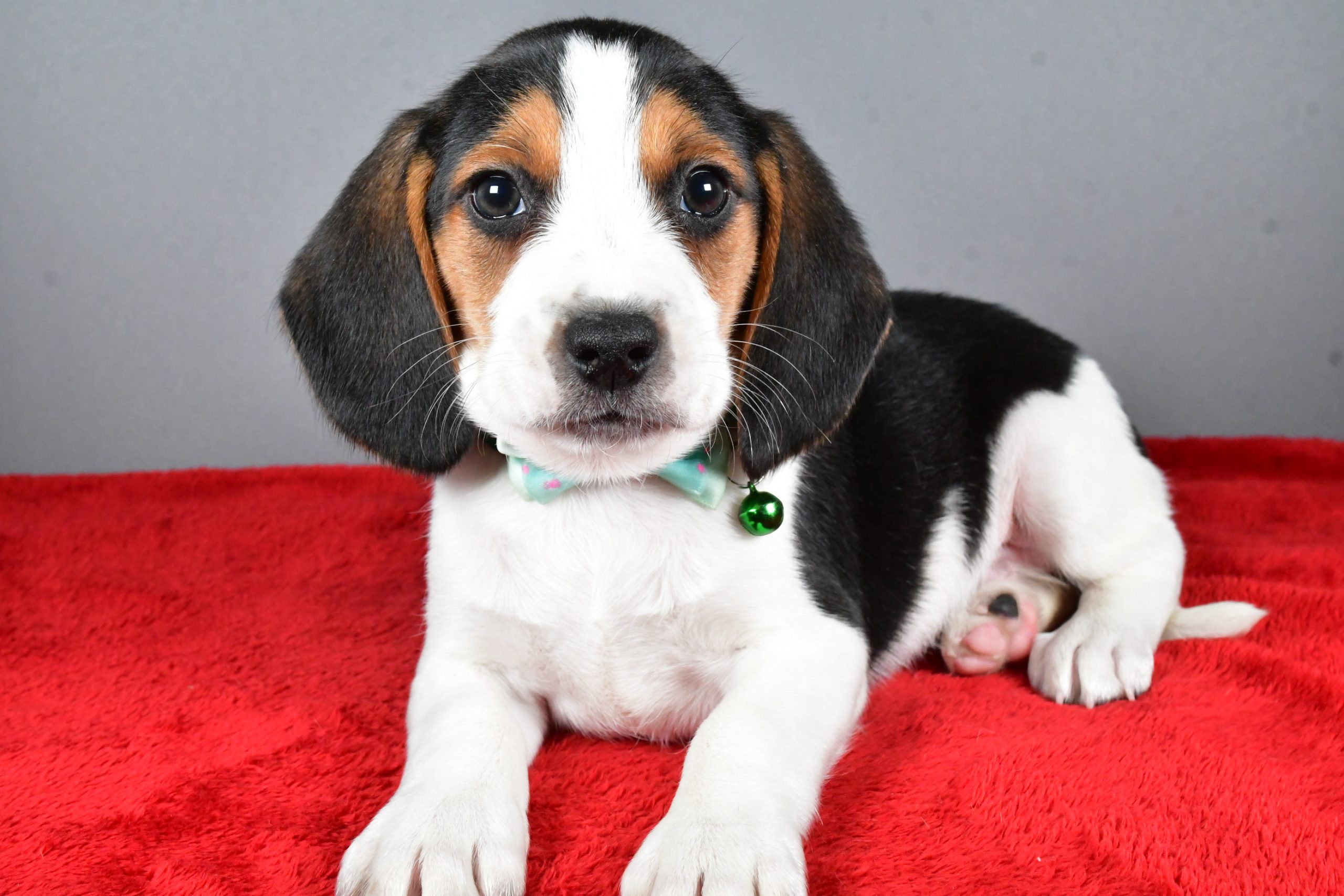 Mr. Jagger The Beagle - Image 7