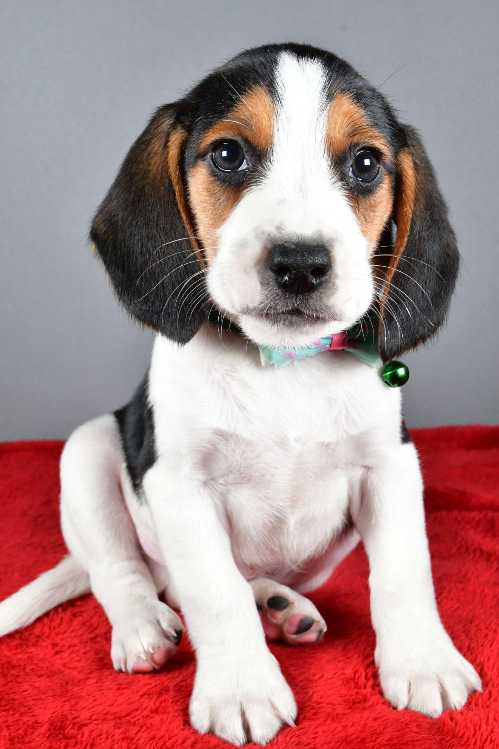 Mr. Jagger The Beagle - Image 2