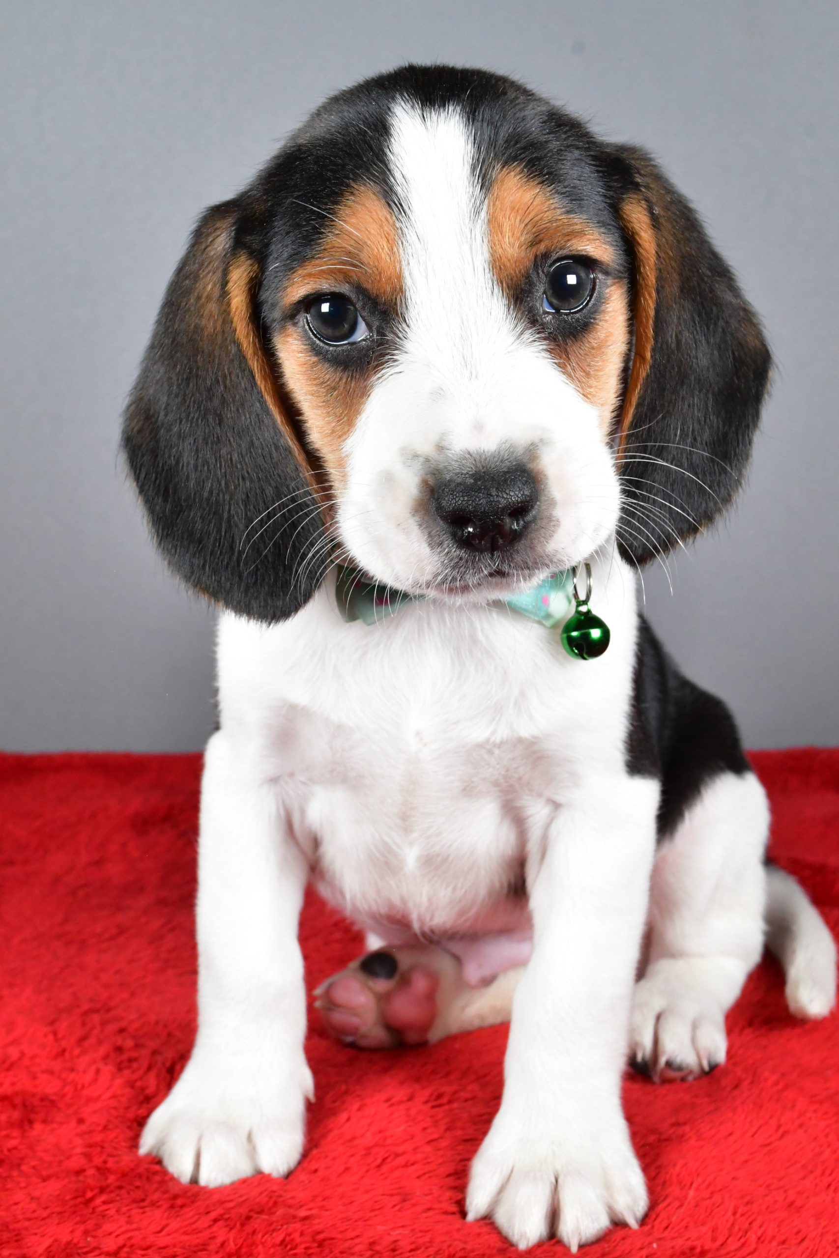 Mr. Jagger The Beagle