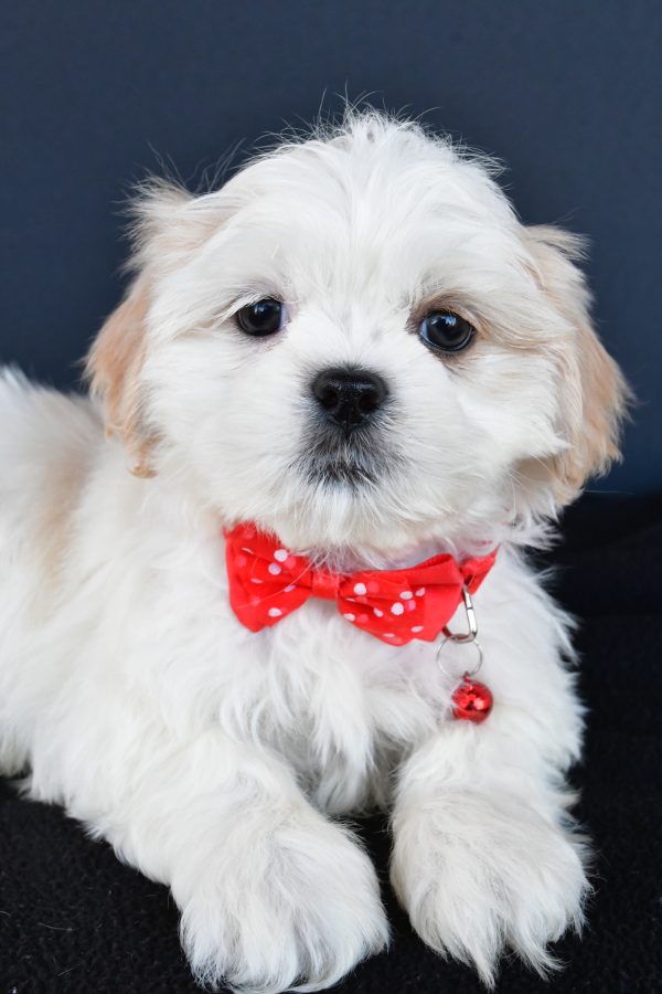 Mr Riley The Shih tzu - Image 3
