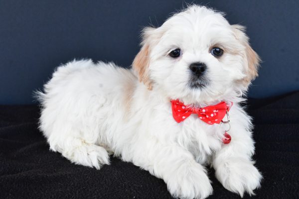 Mr Riley The Shih tzu - Image 7