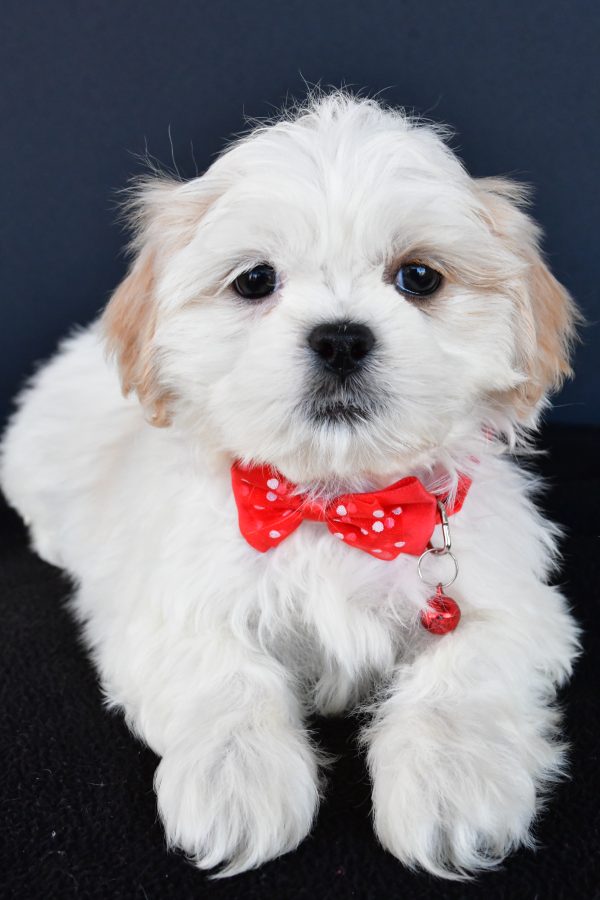 Mr Riley The Shih tzu - Image 4