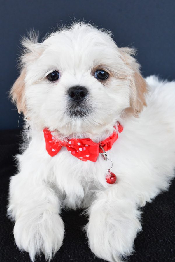 Mr Riley The Shih tzu - Image 5