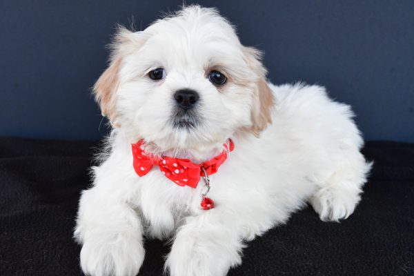 Mr Riley The Shih tzu - Image 6