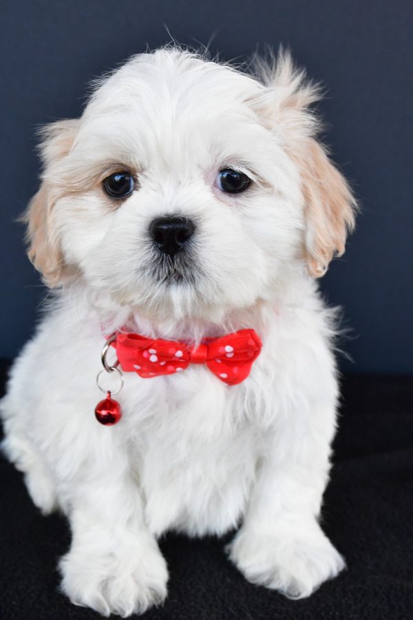 Mr Riley The Shih tzu