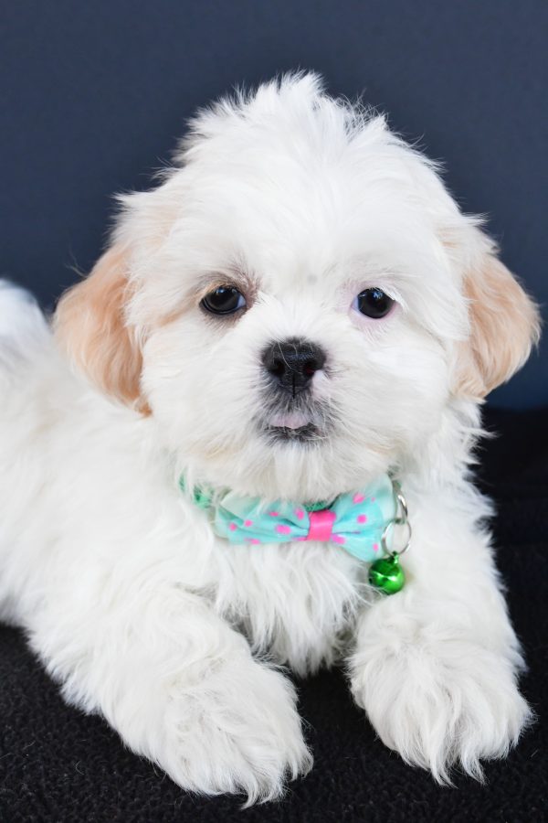 Mr Robby The Shih tzu - Image 4