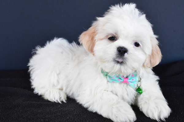 Mr Robby The Shih tzu - Image 7