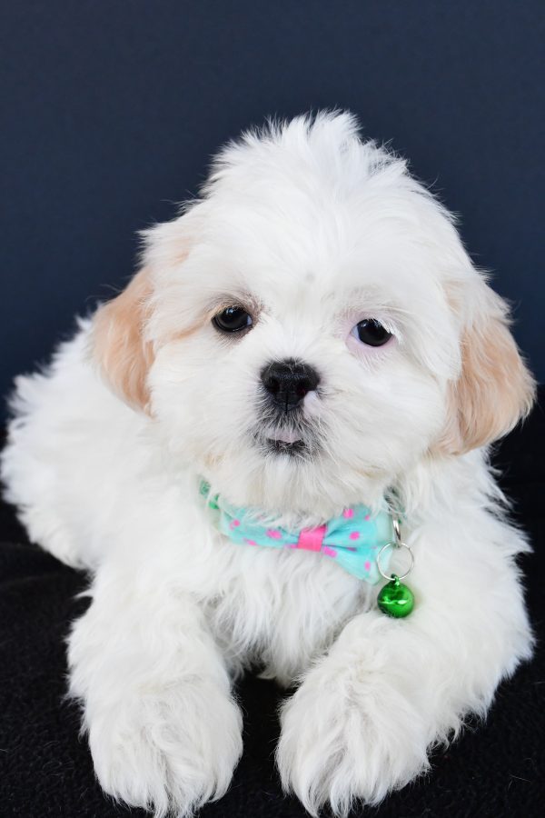 Mr Robby The Shih tzu - Image 5