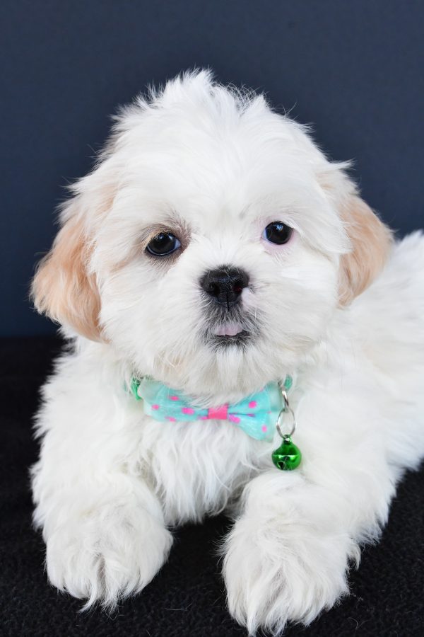 Mr Robby The Shih tzu - Image 3