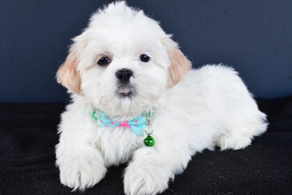 Mr Robby The Shih tzu - Image 6