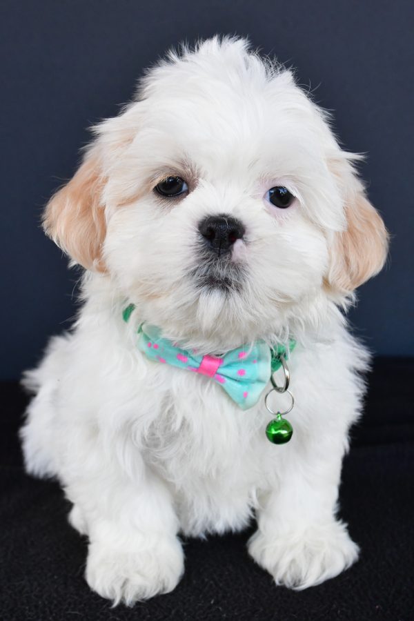 Mr Robby The Shih tzu