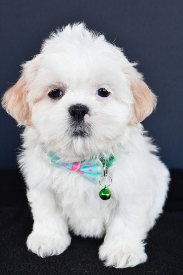 Mr Robby The Shih tzu - Image 2