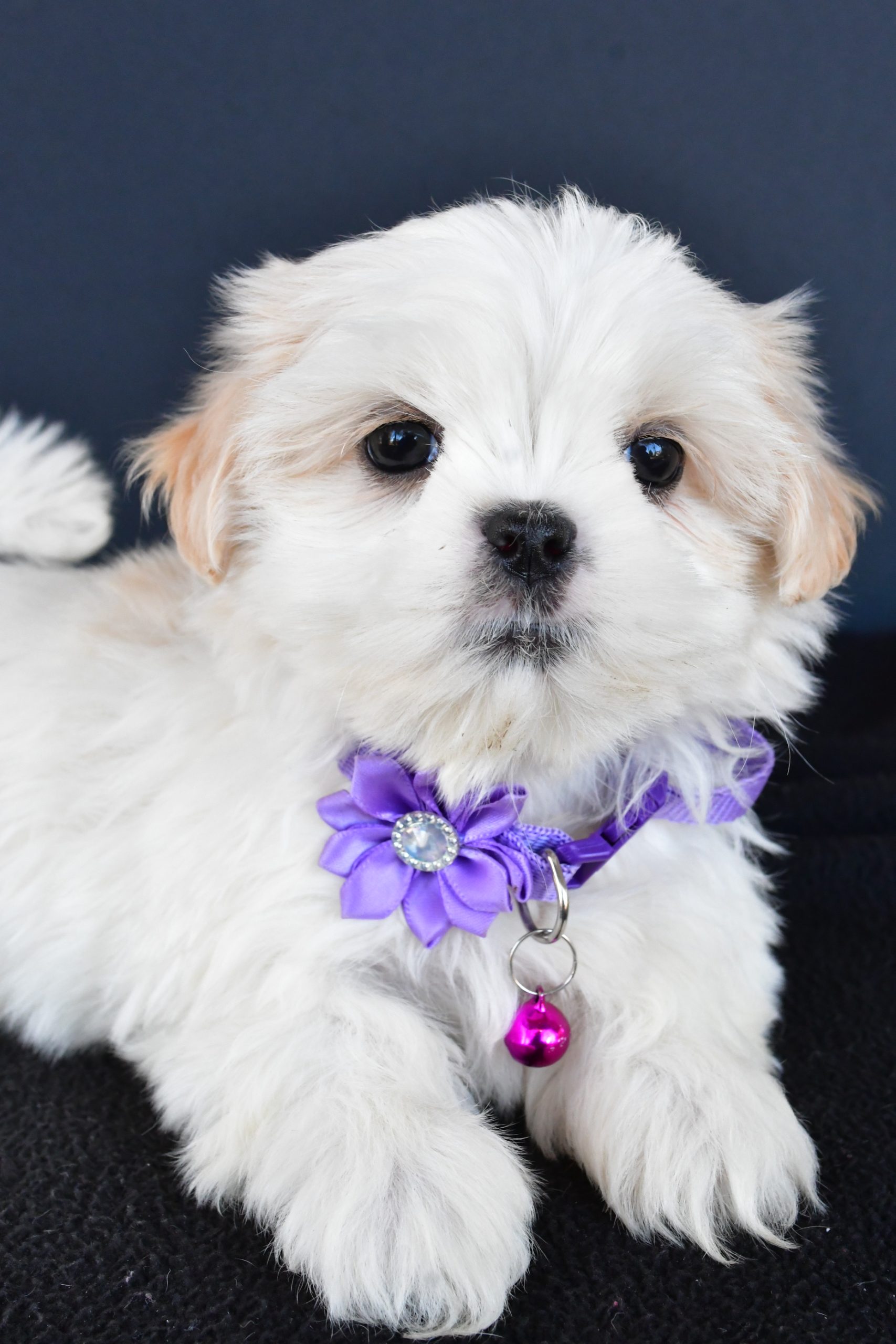 Miss Robin The Shih tzu - Image 5