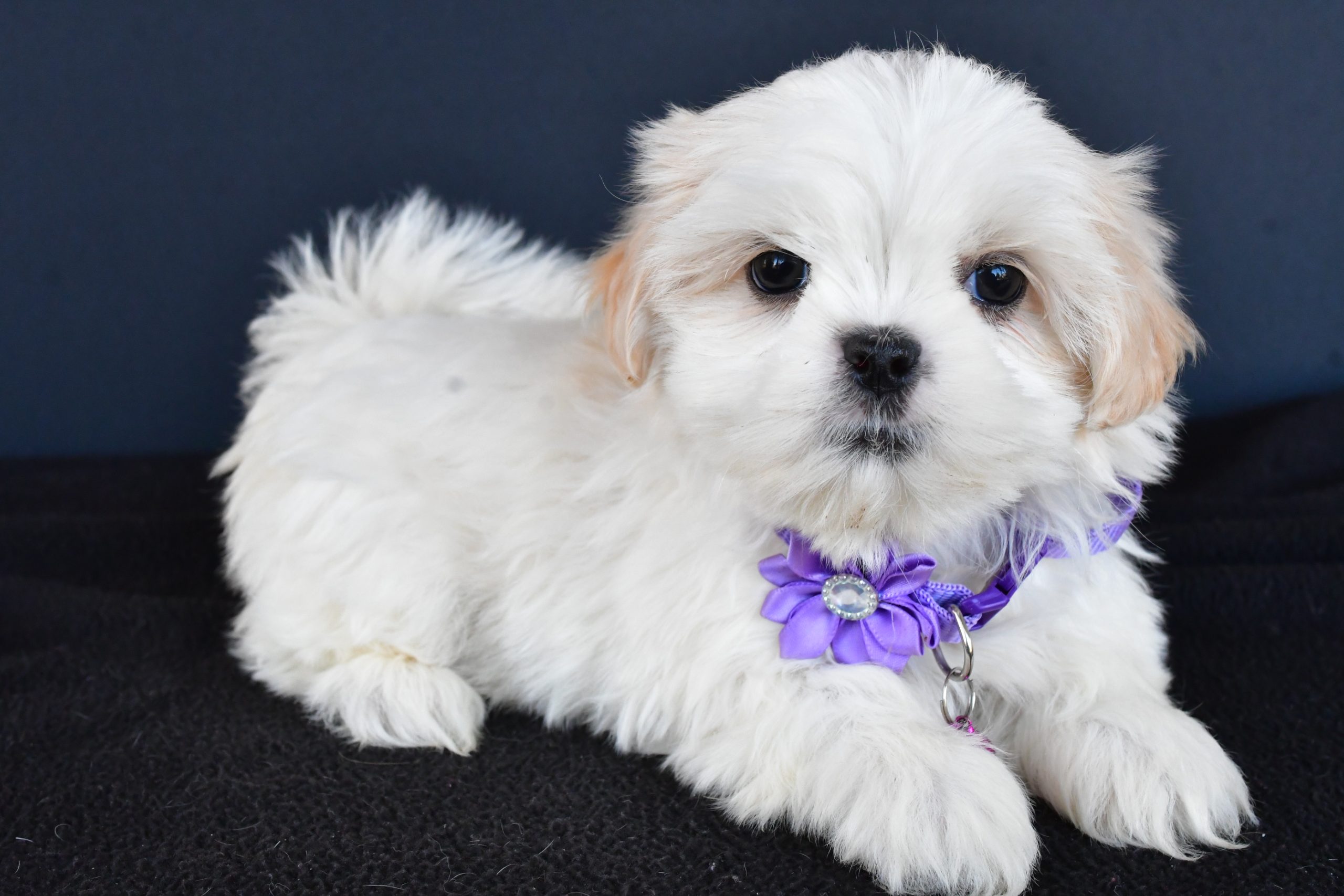 Miss Robin The Shih tzu - Image 8