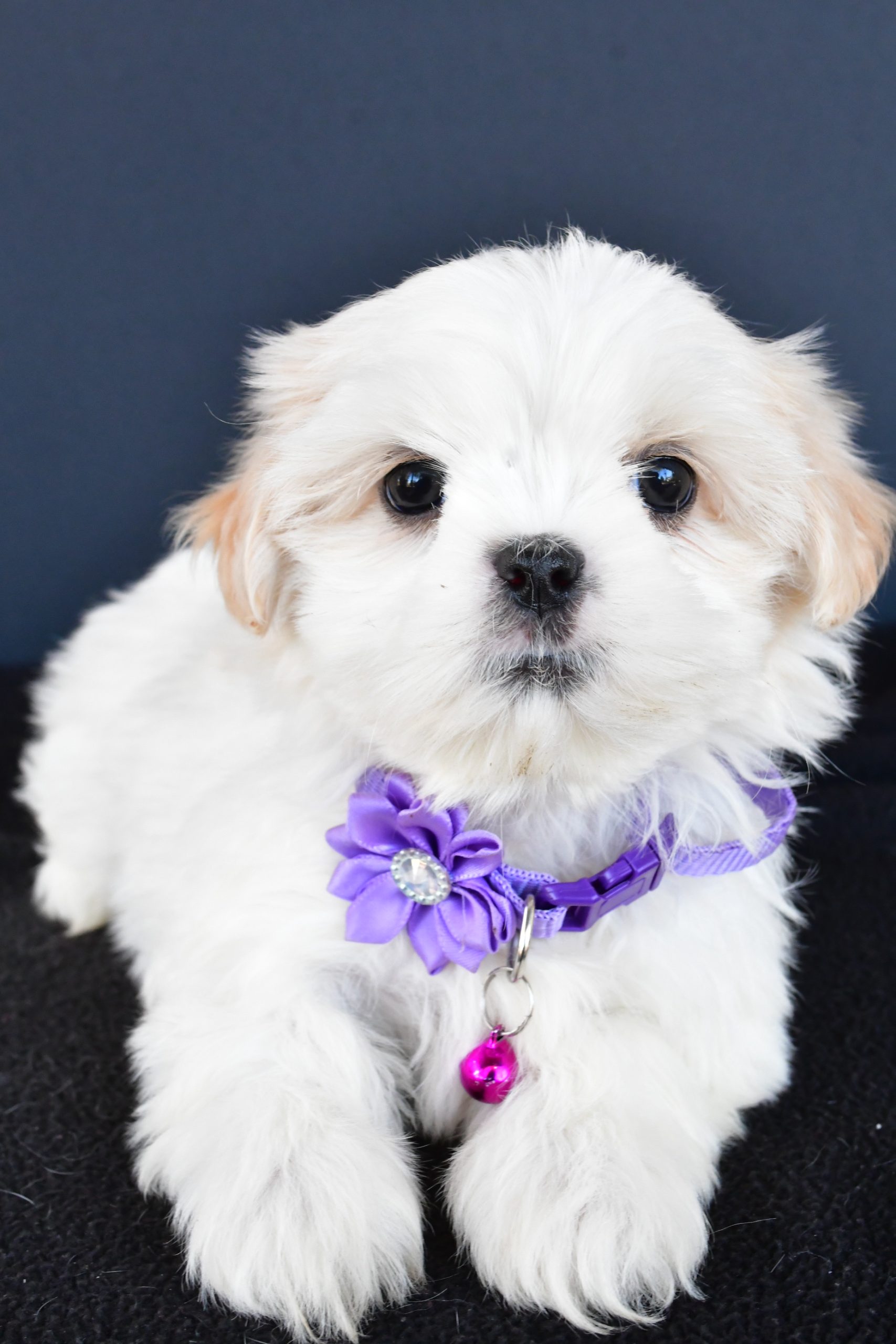 Miss Robin The Shih tzu - Image 6
