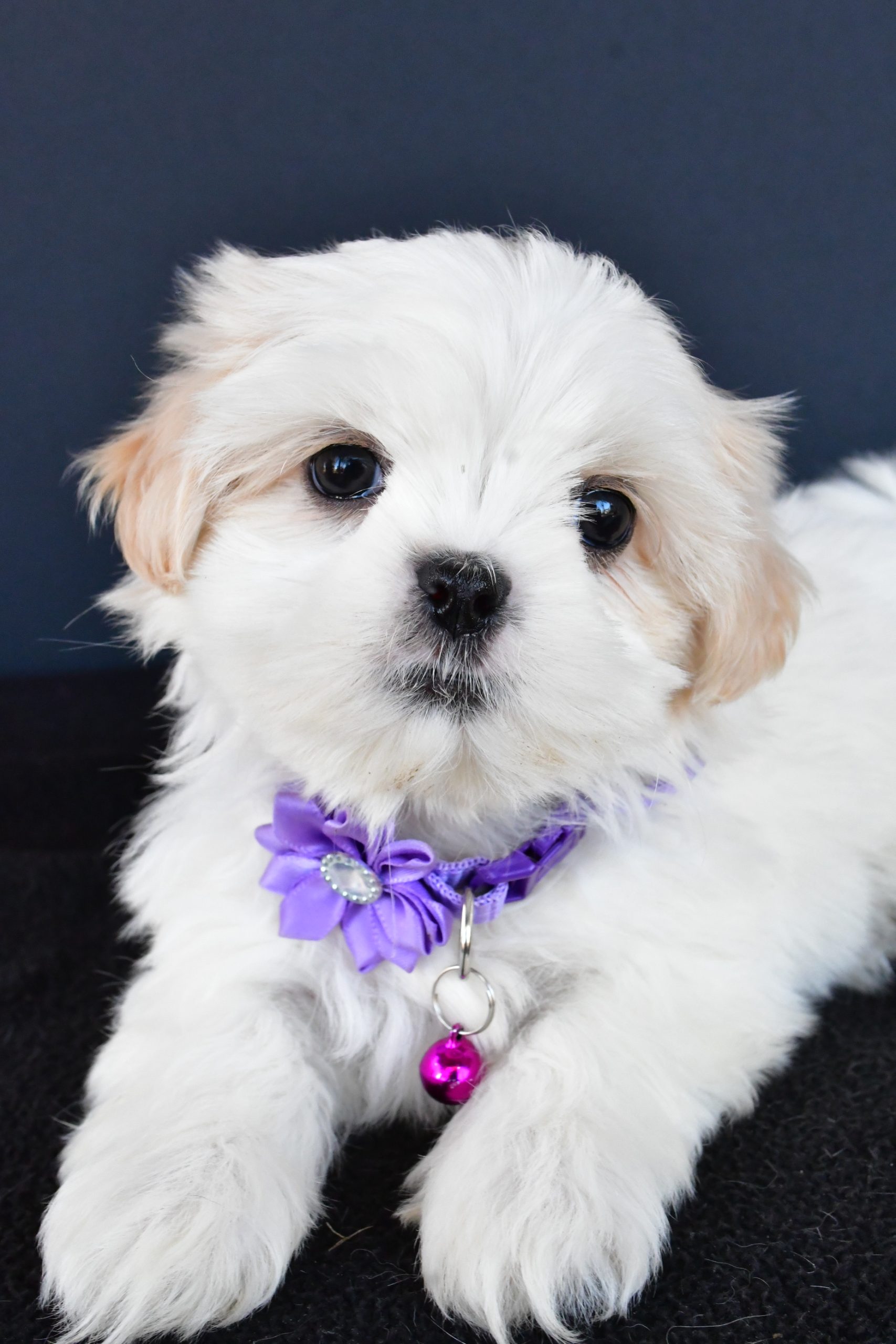 Miss Robin The Shih tzu - Image 4