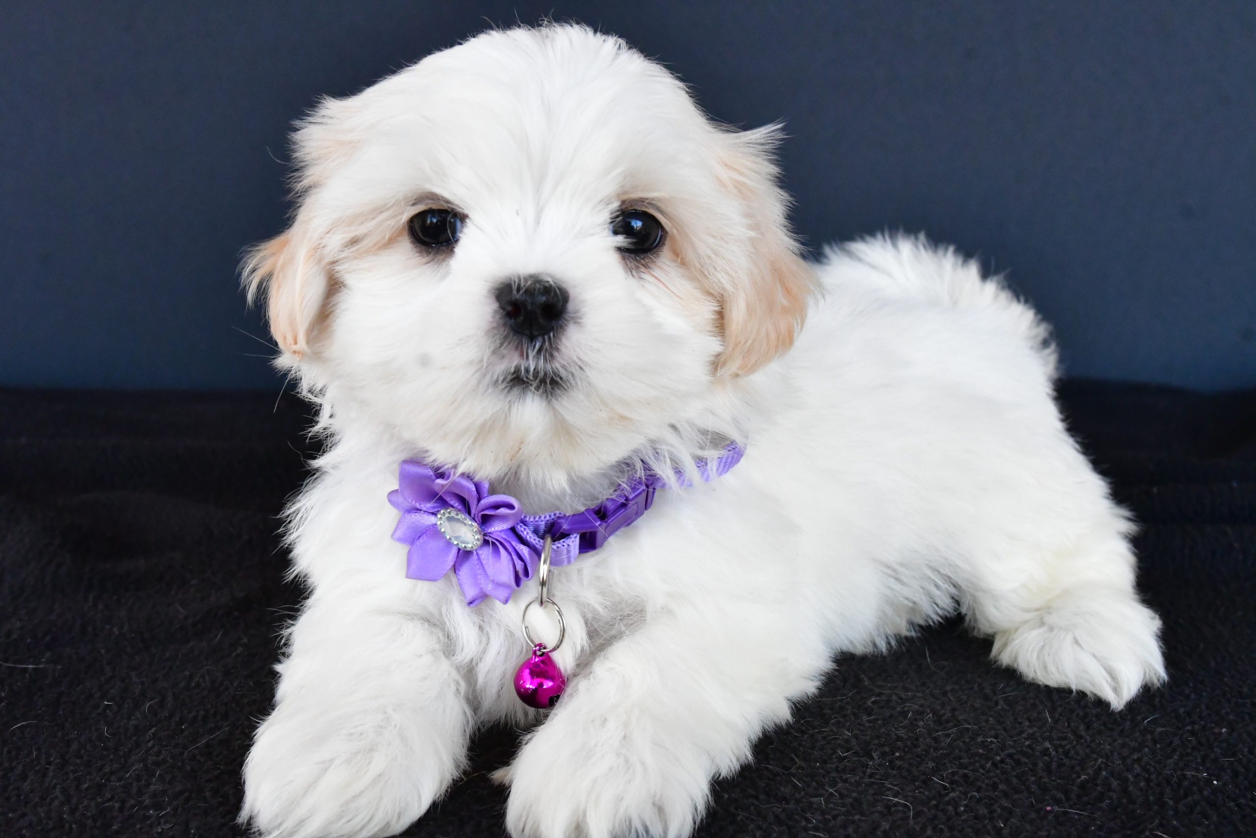 Miss Robin The Shih tzu - Image 7