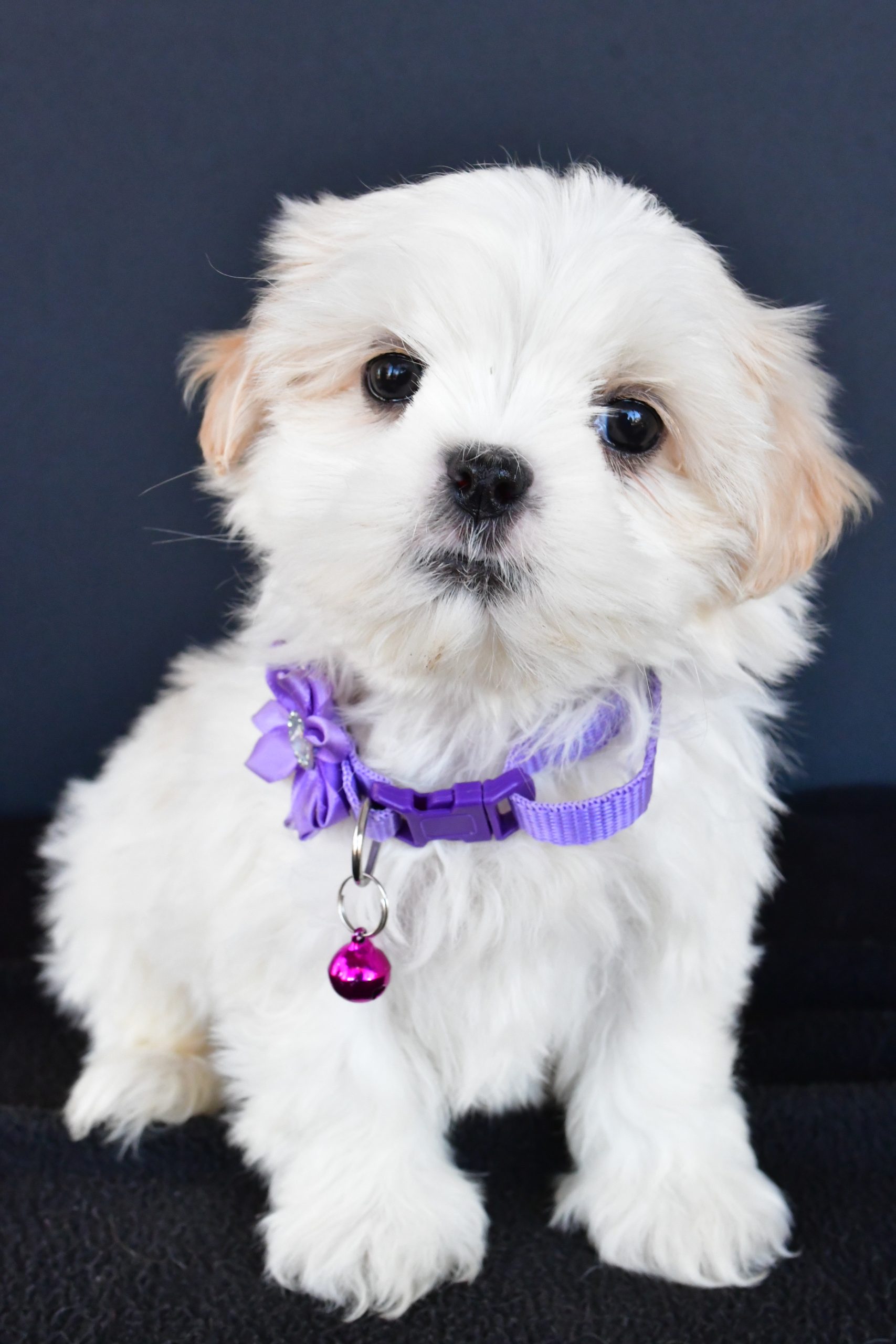 Miss Robin The Shih tzu - Image 2