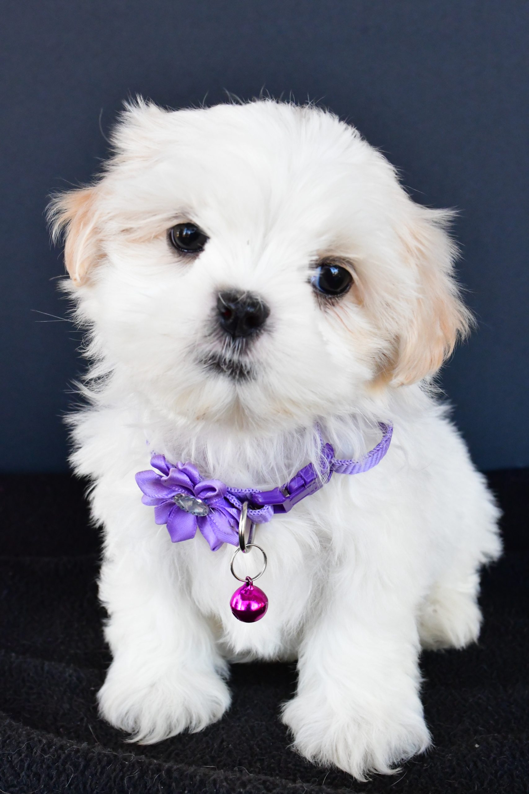 Miss Robin The Shih tzu