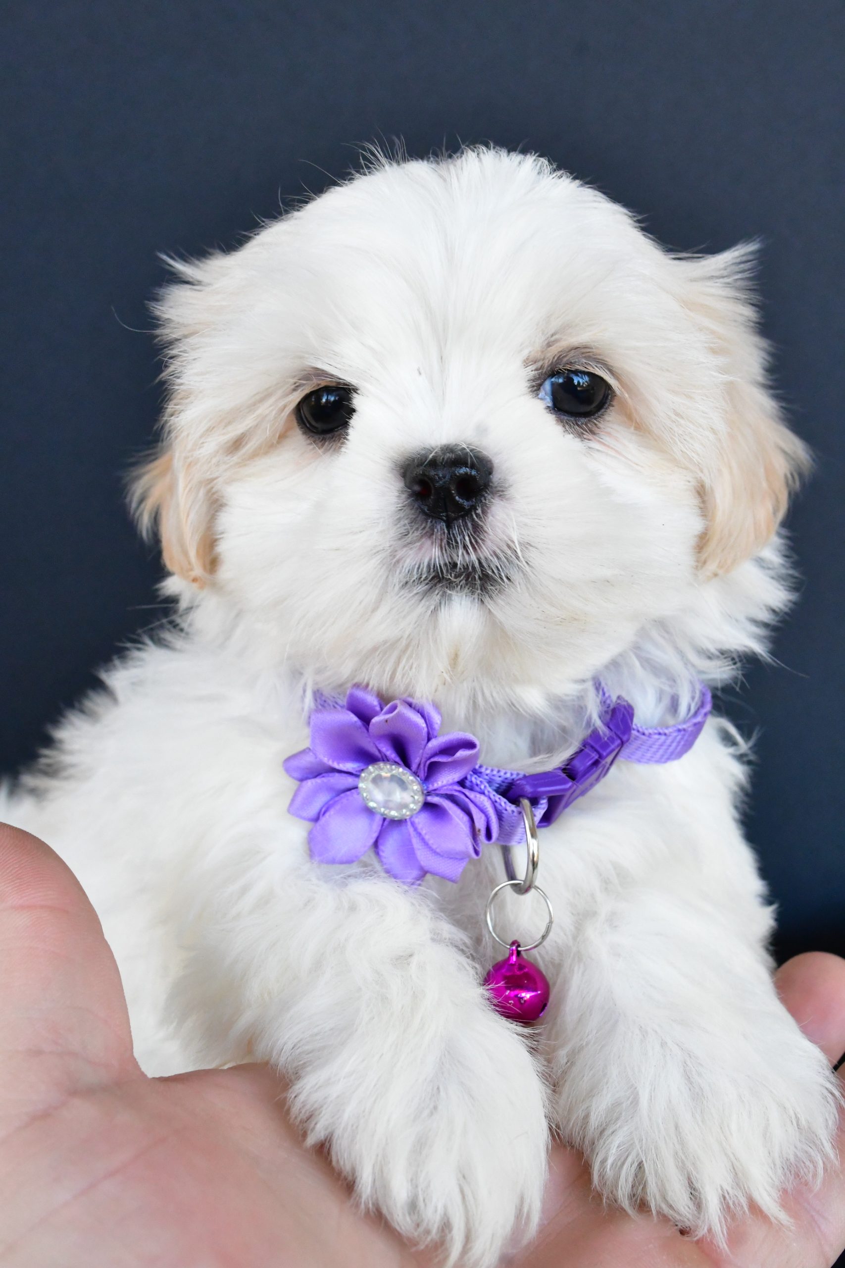 Miss Robin The Shih tzu - Image 3