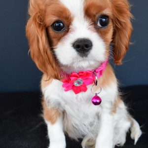 Miss Kesha The Cavalier King Charles