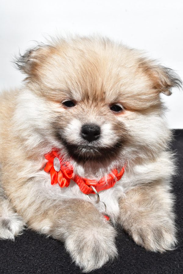 Miss Meah The Pomeranian - Image 6