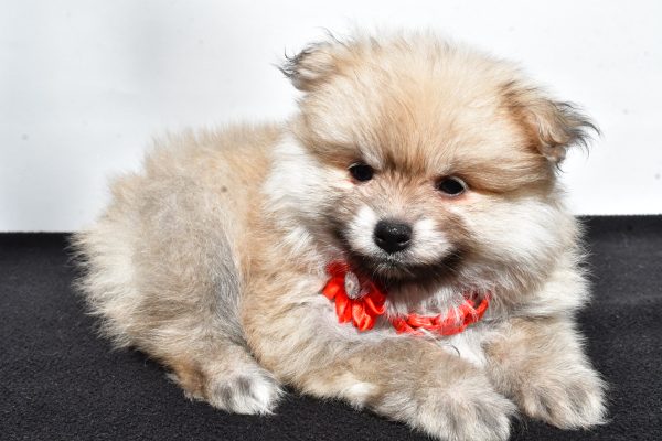 Miss Meah The Pomeranian - Image 7