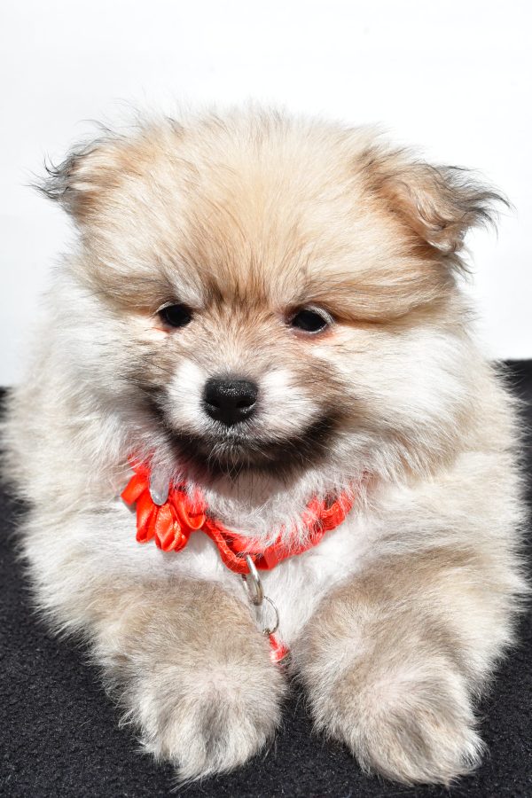 Miss Meah The Pomeranian - Image 5