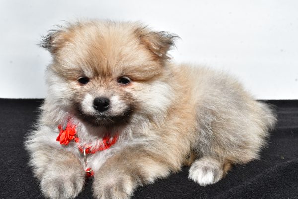 Miss Meah The Pomeranian - Image 8