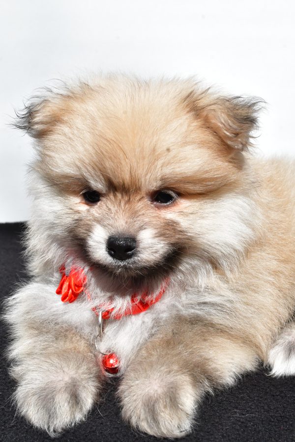 Miss Meah The Pomeranian - Image 4