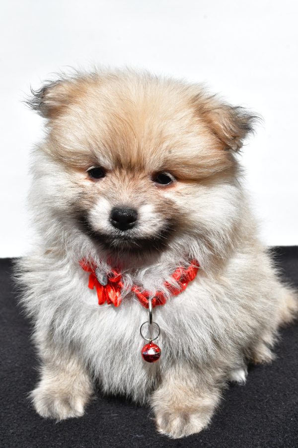 Miss Meah The Pomeranian - Image 3