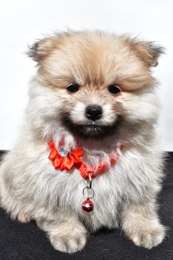 Miss Meah The Pomeranian - Image 2