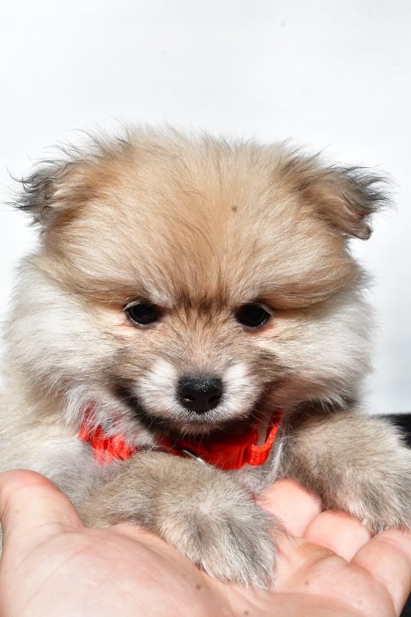 Miss Meah The Pomeranian