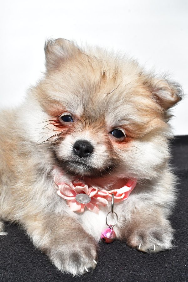 Miss Maple The Pomeranian - Image 5