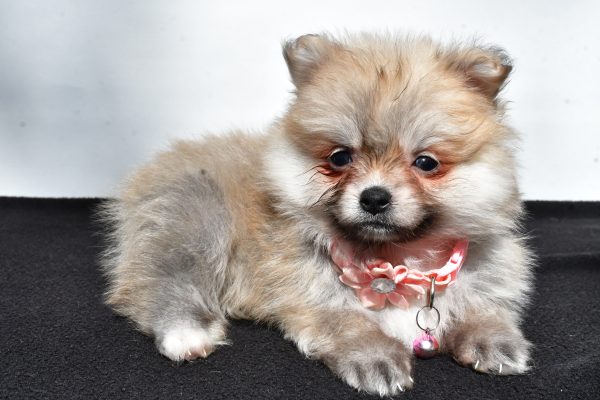 Miss Maple The Pomeranian - Image 6