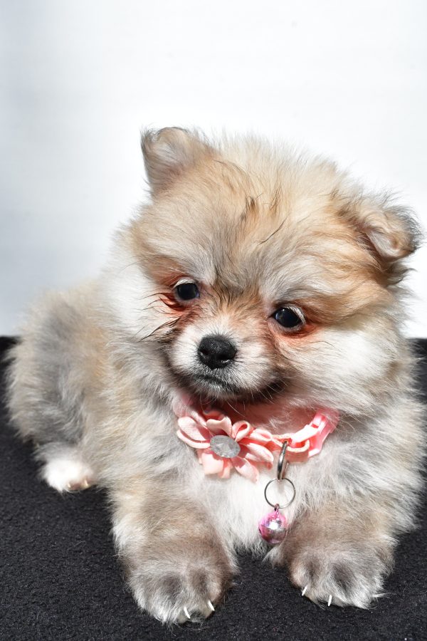 Miss Maple The Pomeranian - Image 4