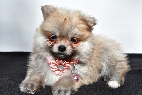 Miss Maple The Pomeranian - Image 7