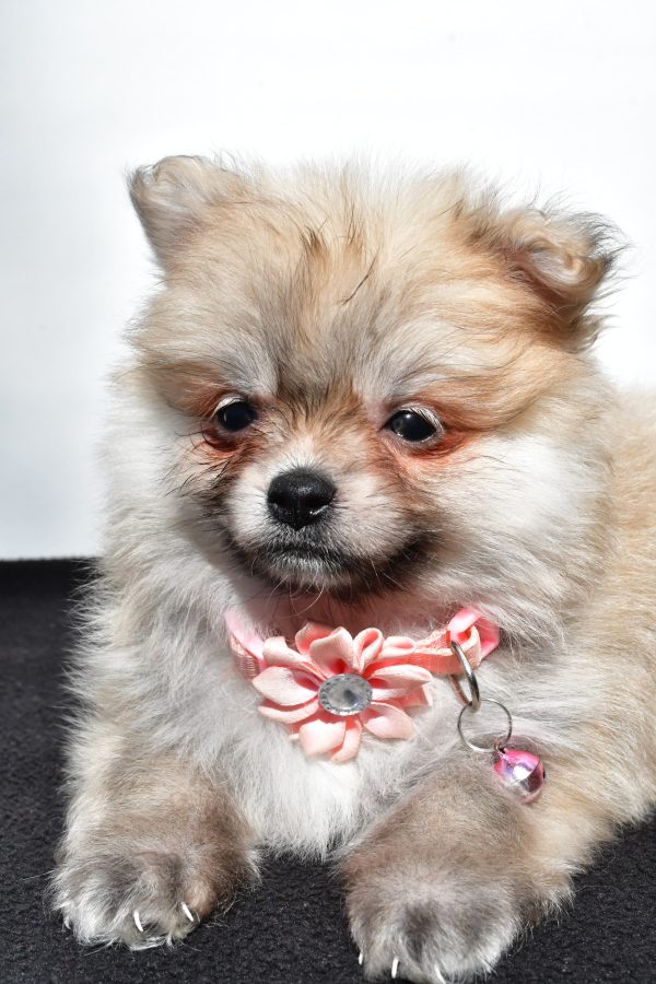 Miss Maple The Pomeranian - Image 3