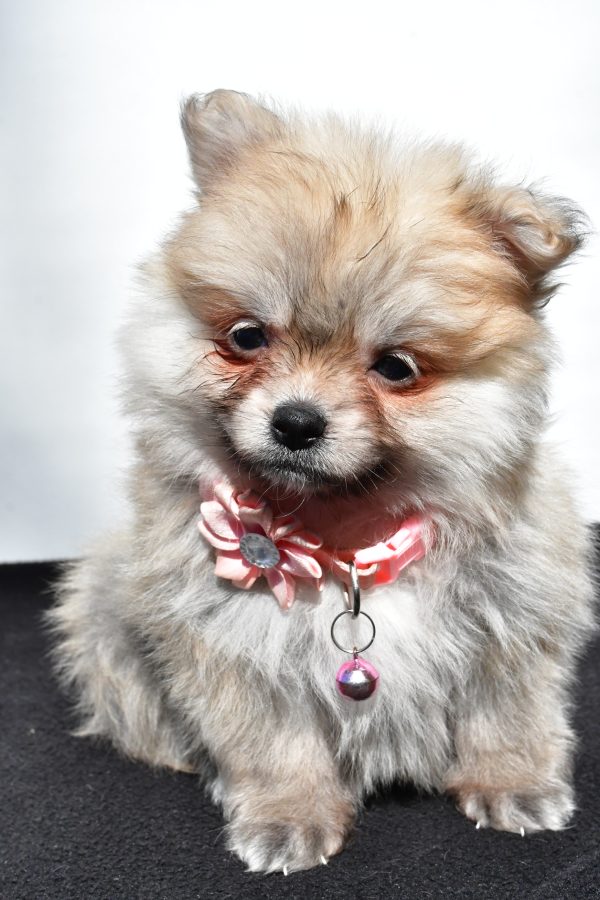 Miss Maple The Pomeranian