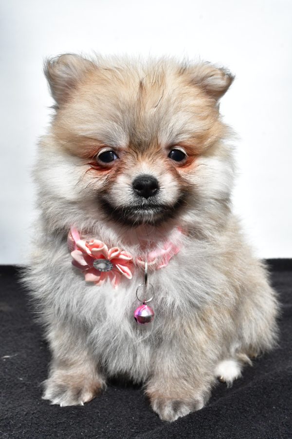 Miss Maple The Pomeranian - Image 2