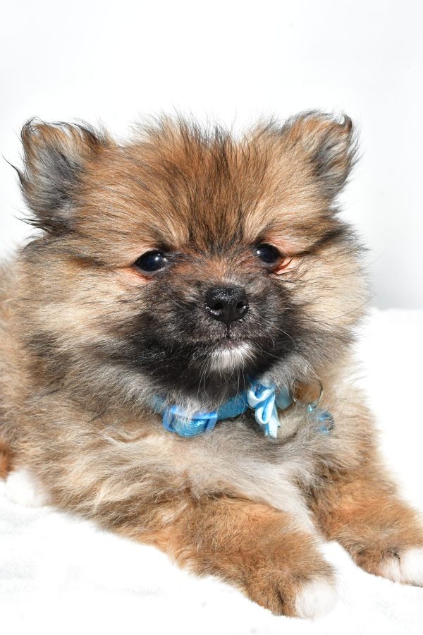 Ms. Maddie the Pomeranian - Image 5