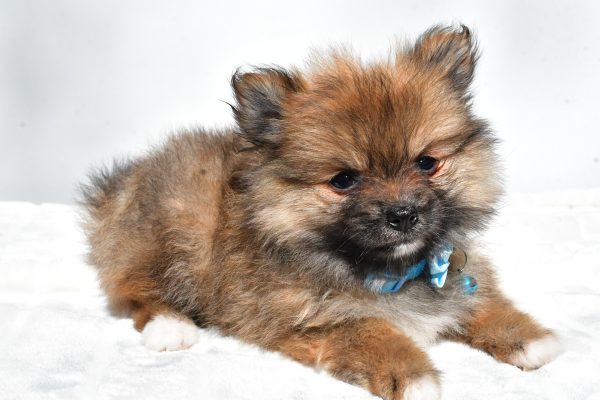 Ms. Maddie the Pomeranian - Image 7
