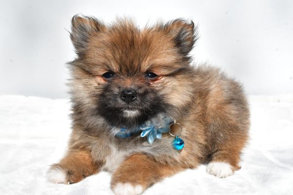 Ms. Maddie the Pomeranian - Image 6