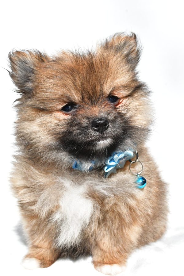 Ms. Maddie the Pomeranian - Image 2