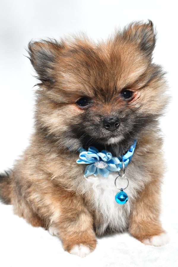 Ms. Maddie the Pomeranian