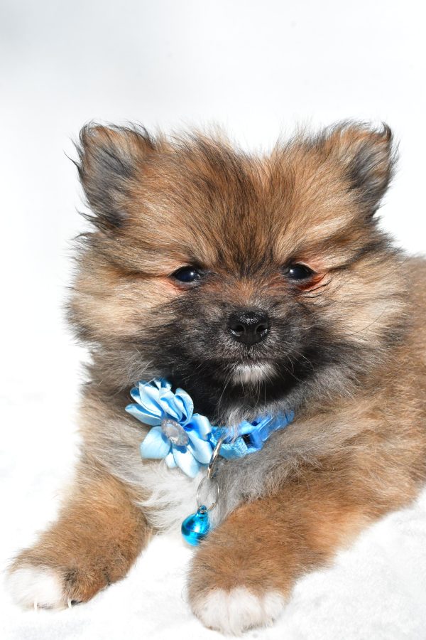 Ms. Maddie the Pomeranian - Image 3