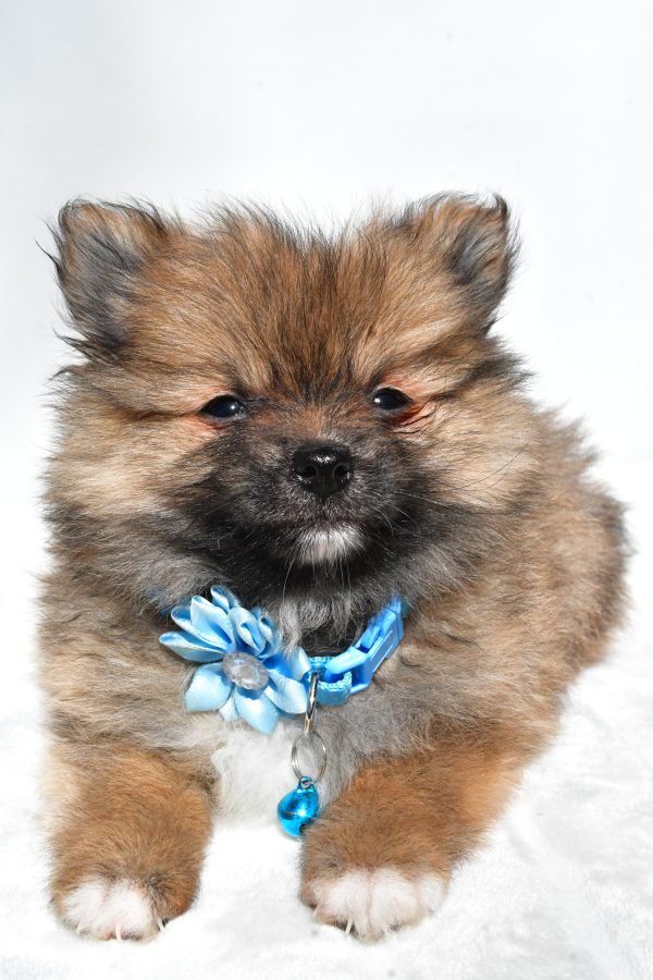 Ms. Maddie the Pomeranian - Image 4