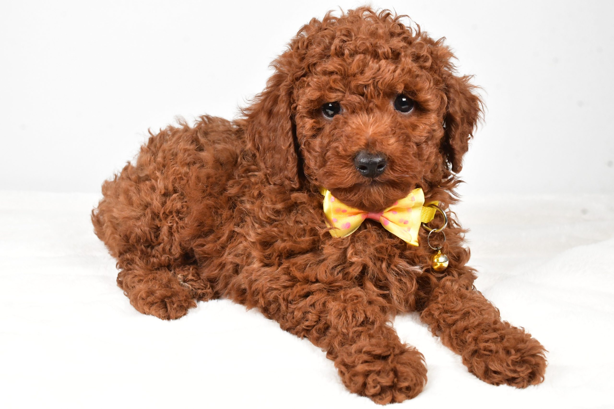 Mr. Chestnut The Miniature Poodle - Image 6